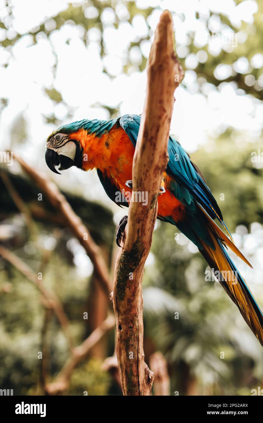 Orange-blue cockatoo parrot sitting on a branch in the park. Exotic birds in wildlife Stock Photo