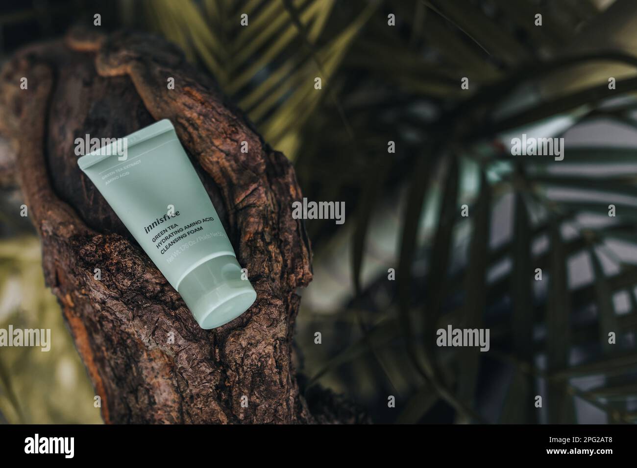 Korean Innisfree green tea cleansing foam. Tropical background. Skin care product Stock Photo