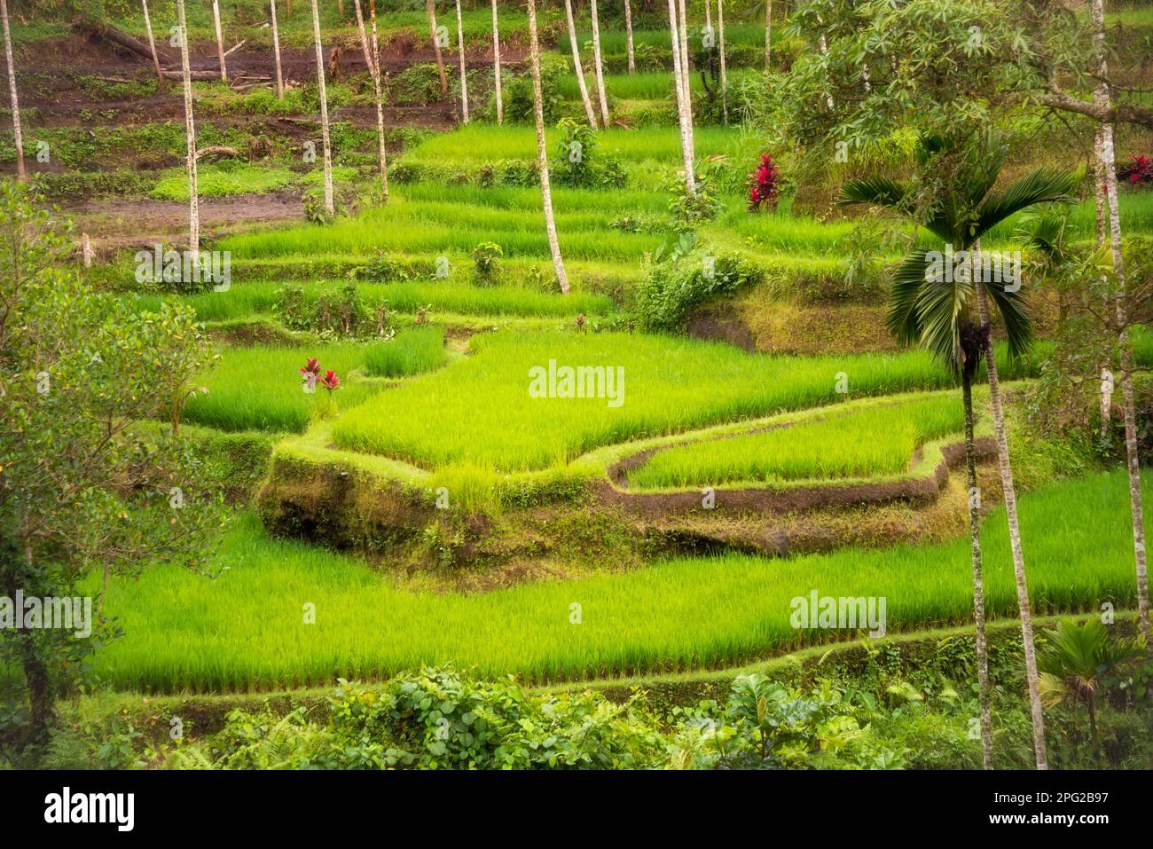 Lush rice fields on Bali island, Indonesia Stock Photo - Alamy