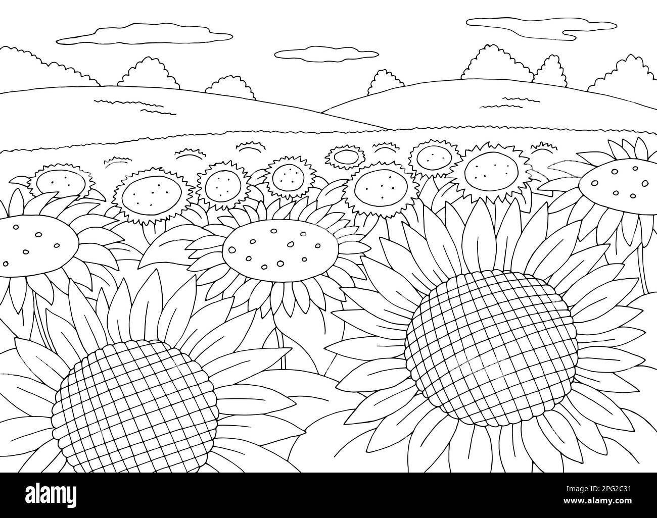 Sunflower field coloring graphic black white landscape sketch illustration vector Stock Vector