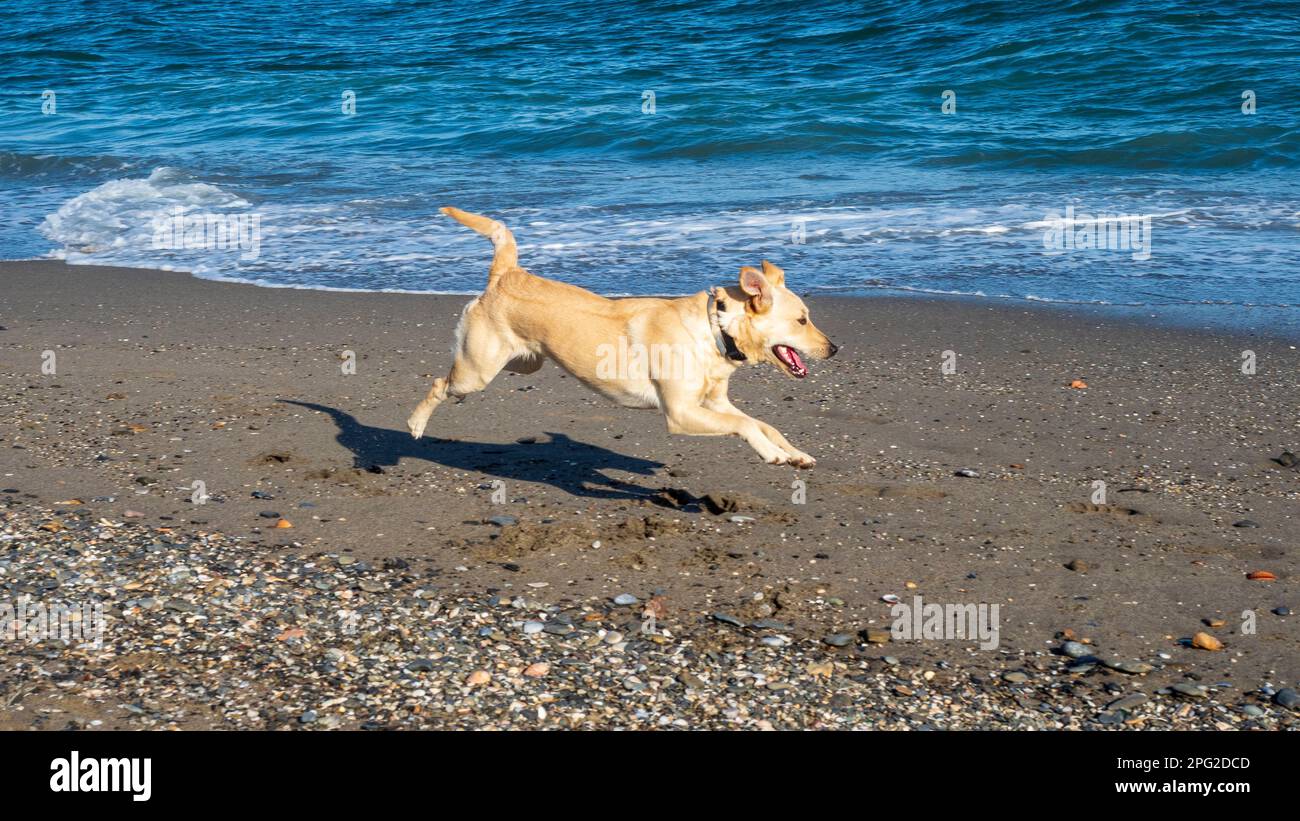 A Labrador dog running along the shore of the beach. Stock Photo