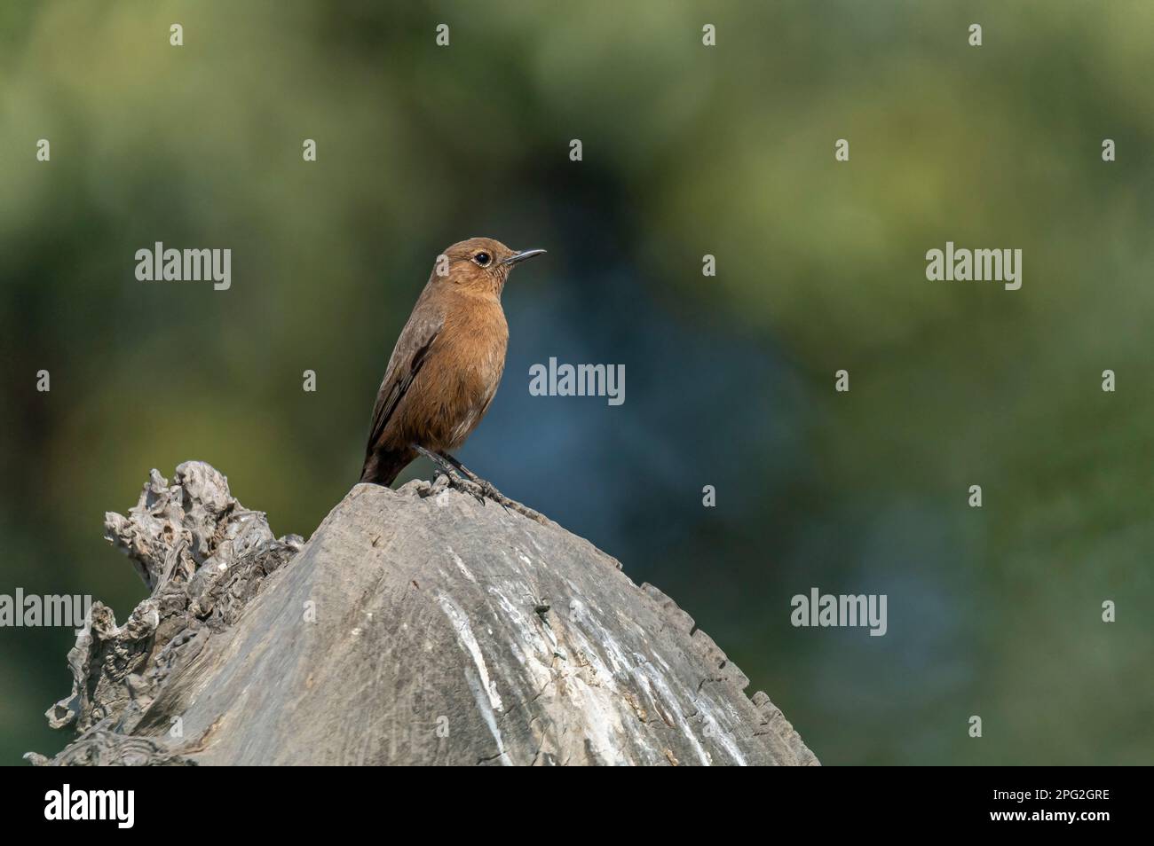 brown rock chat in the blue background , The brown rock chat or Indian chat is a bird species of the family Muscicapidae. It is found mainly in northe Stock Photo