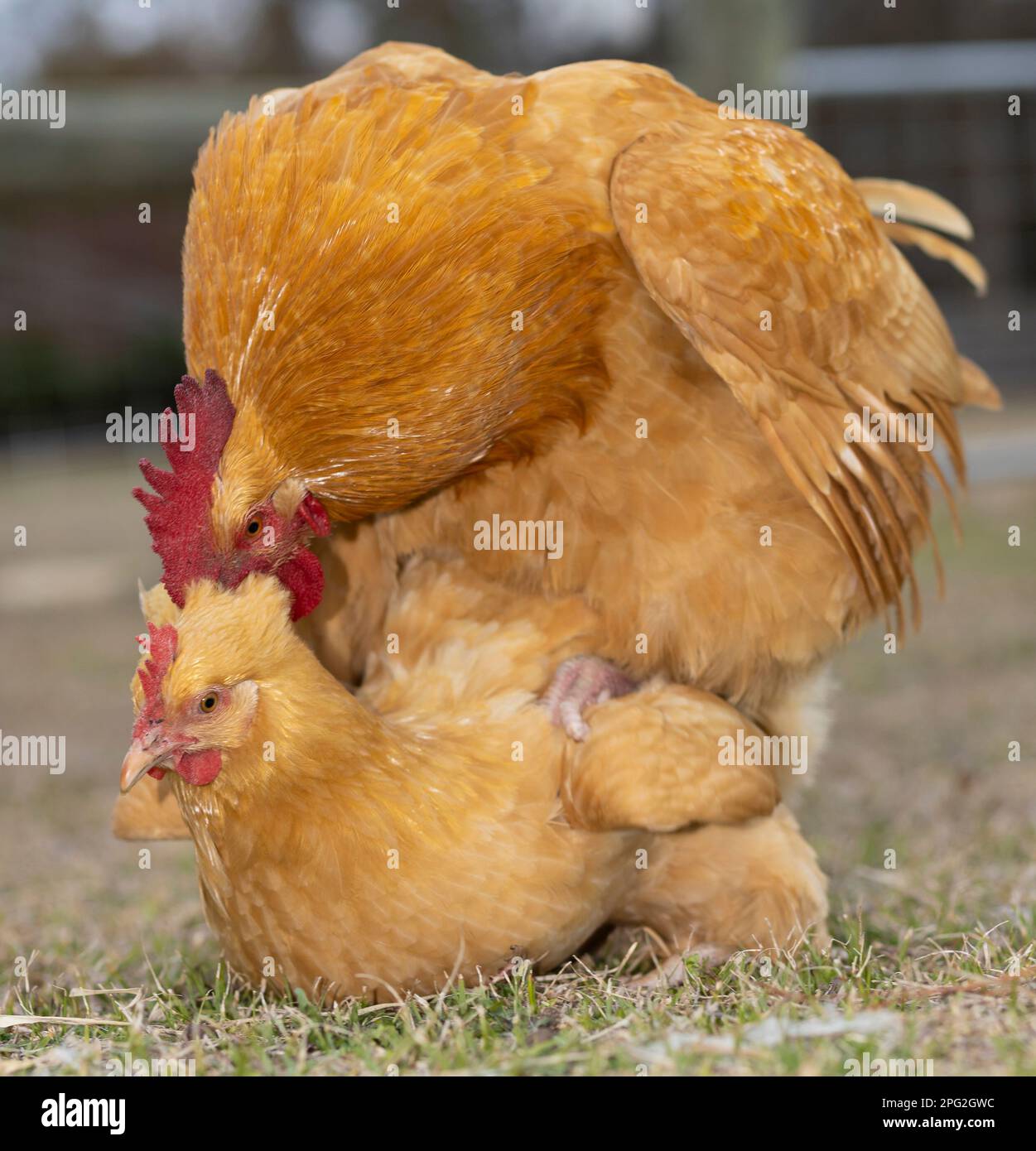 Orpington rooster and hen caught in the processes of mating Stock Photo