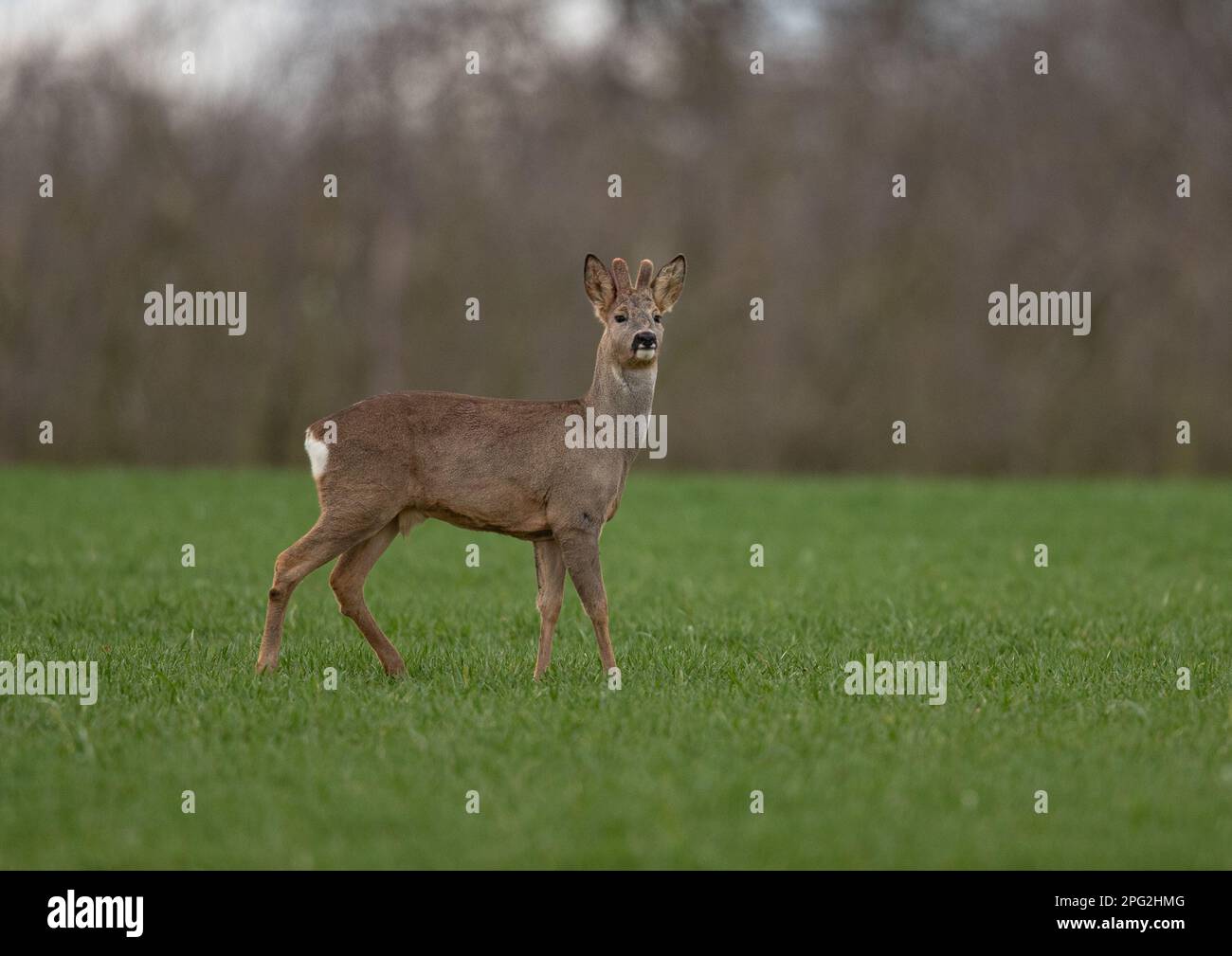 A male Roe Deer (Capreolus capreolus) standing proudly ilooking at the ...