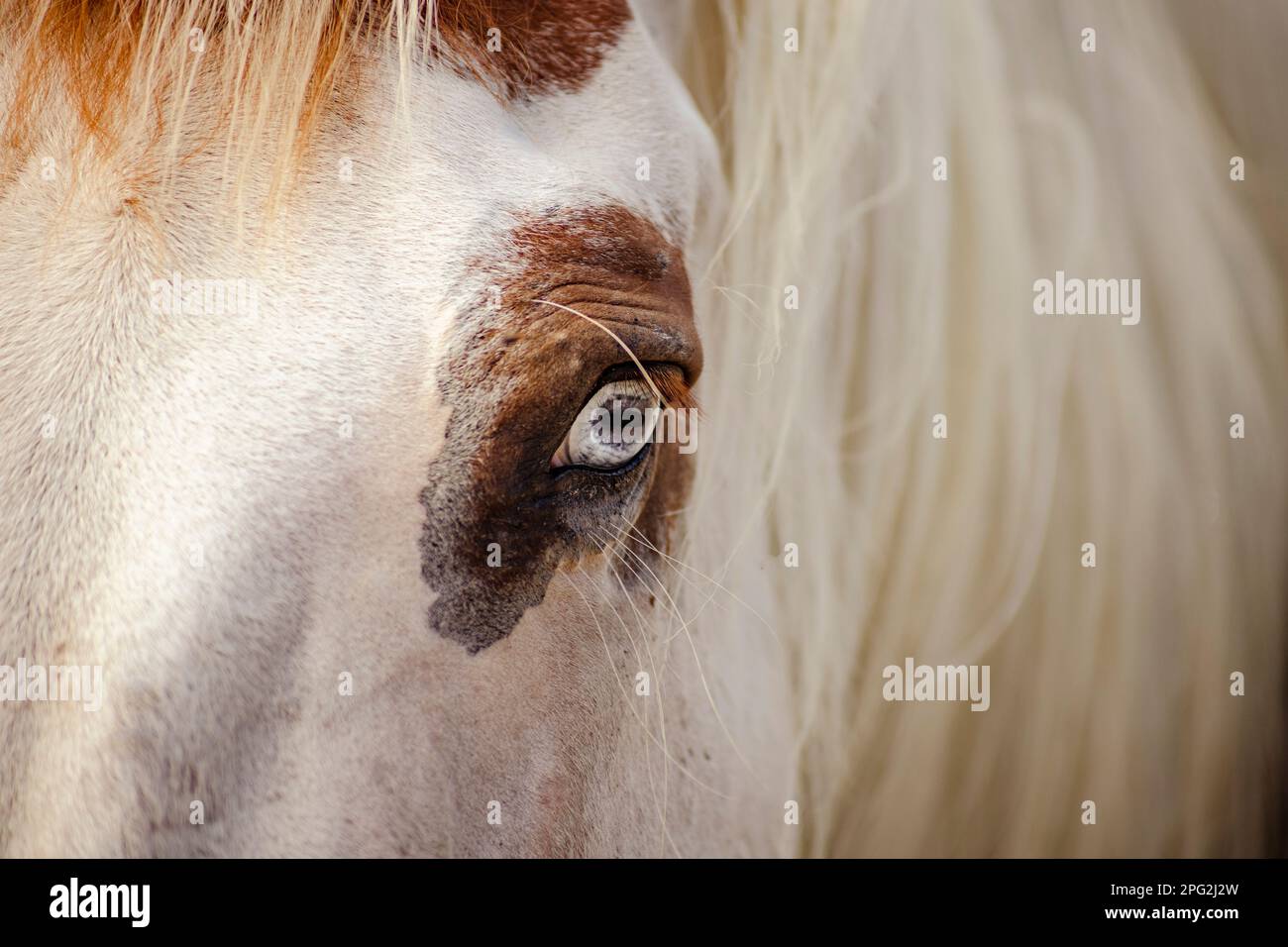 deep eyes of horse Stock Photo Alamy