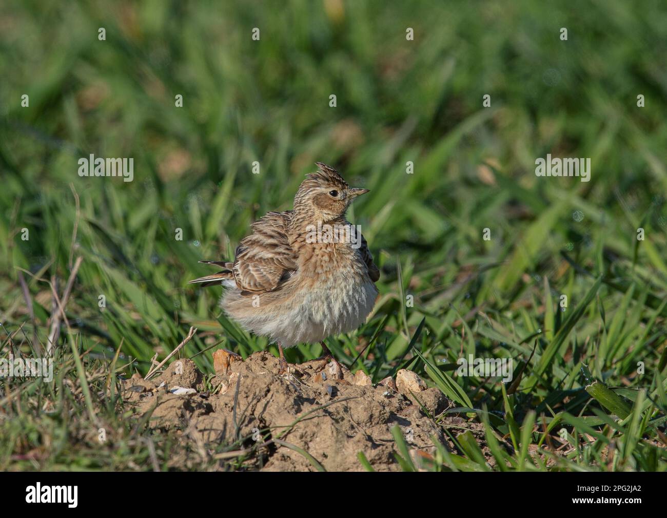 Ground nesting bird uk hires stock photography and images Alamy