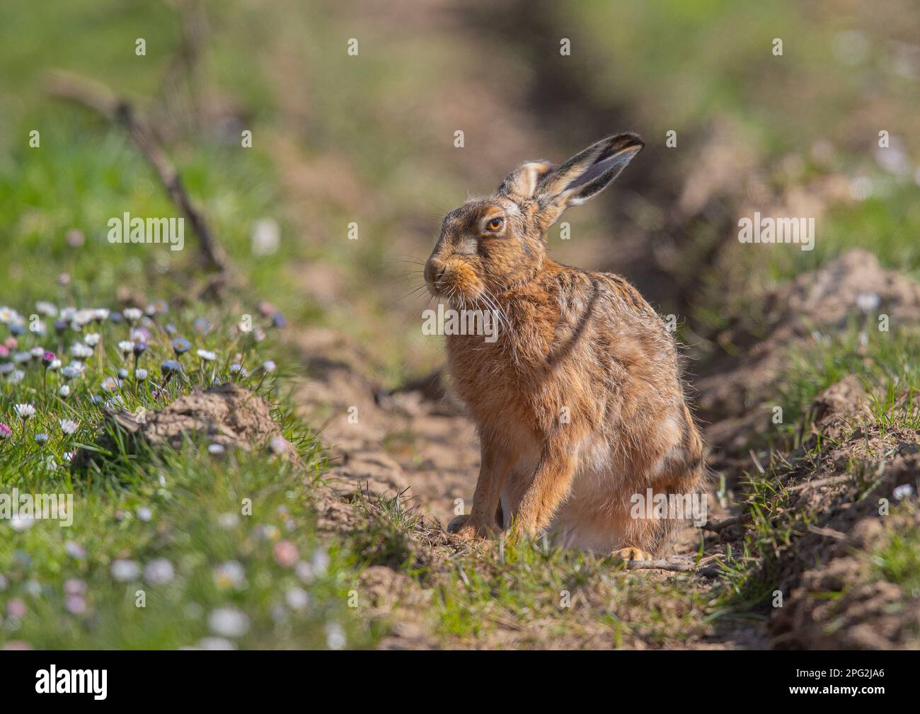A wild Brown Hare ( Lepus europaeus) , sitting in the tractor wheel ruts on a track covered in  daisies. Suffolk, UK. Stock Photo