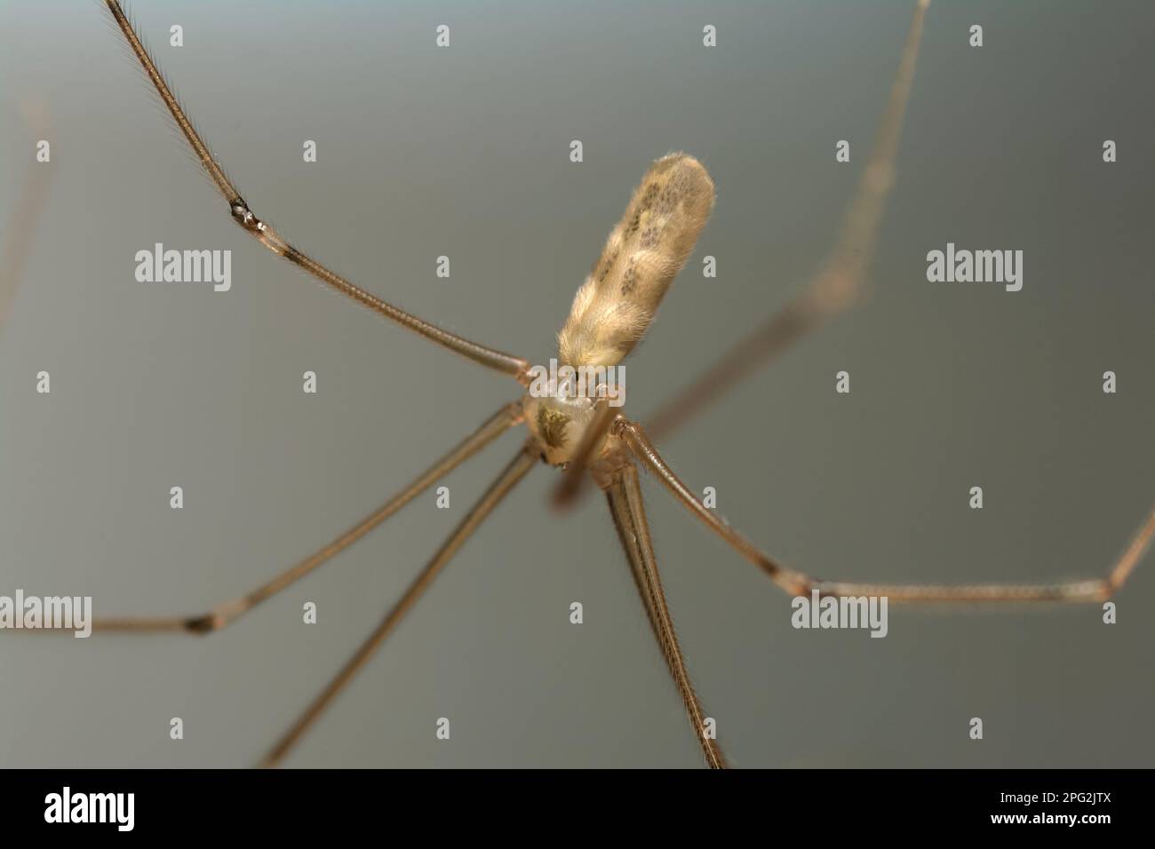 Bug Pictures: Daddy Long Legs (Pholcus phalangioides) by kennedyh