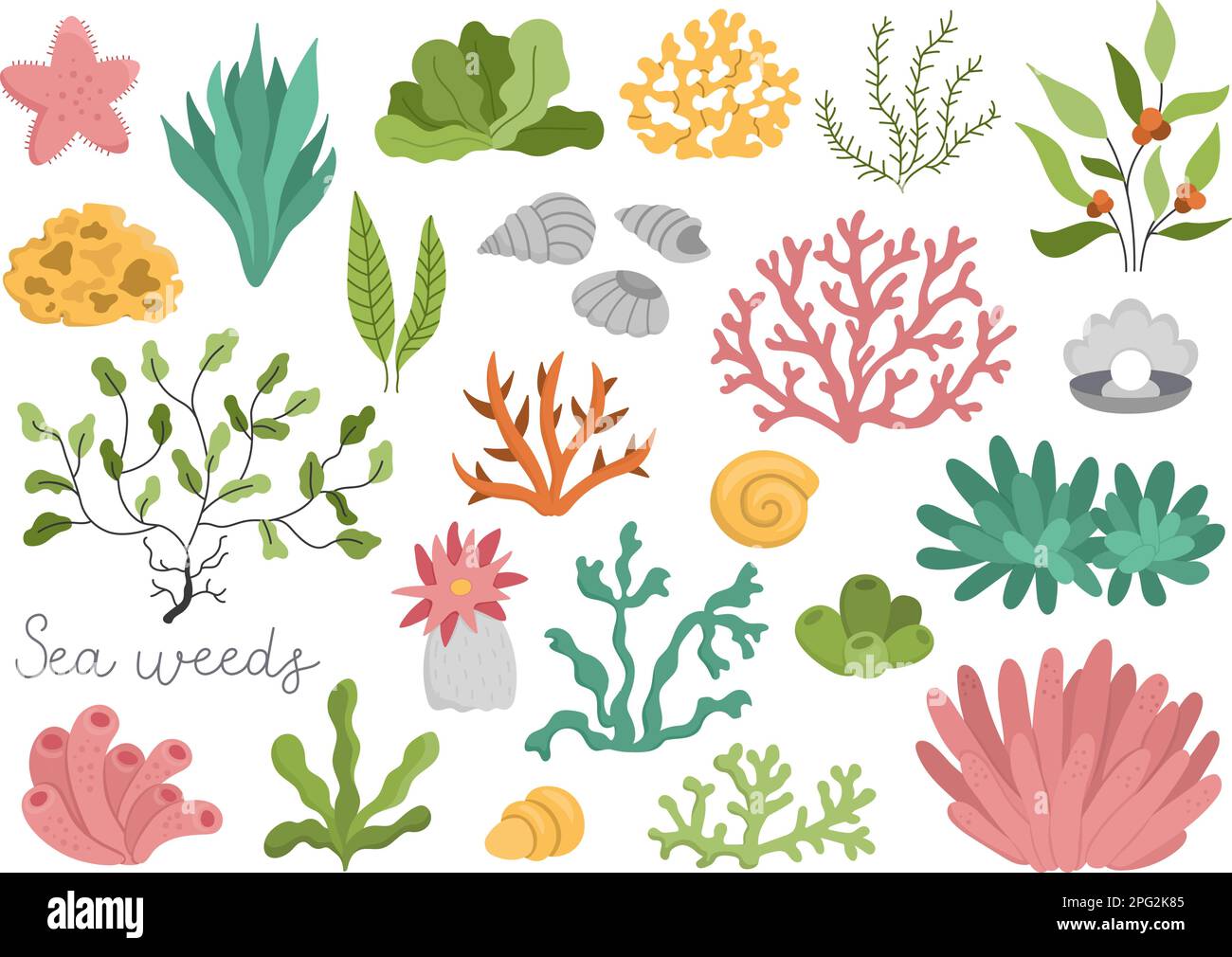 Vector seaweeds set. Sea or ocean plants collection. Flat corals, actinia, luminaria, star, phyllophora, seashells and pearl clip art. Water greenery Stock Vector