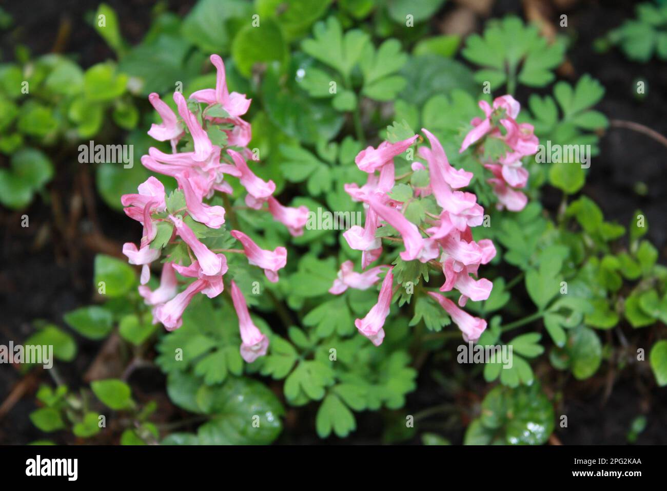 Flowering pink corydalis in spring Stock Photo