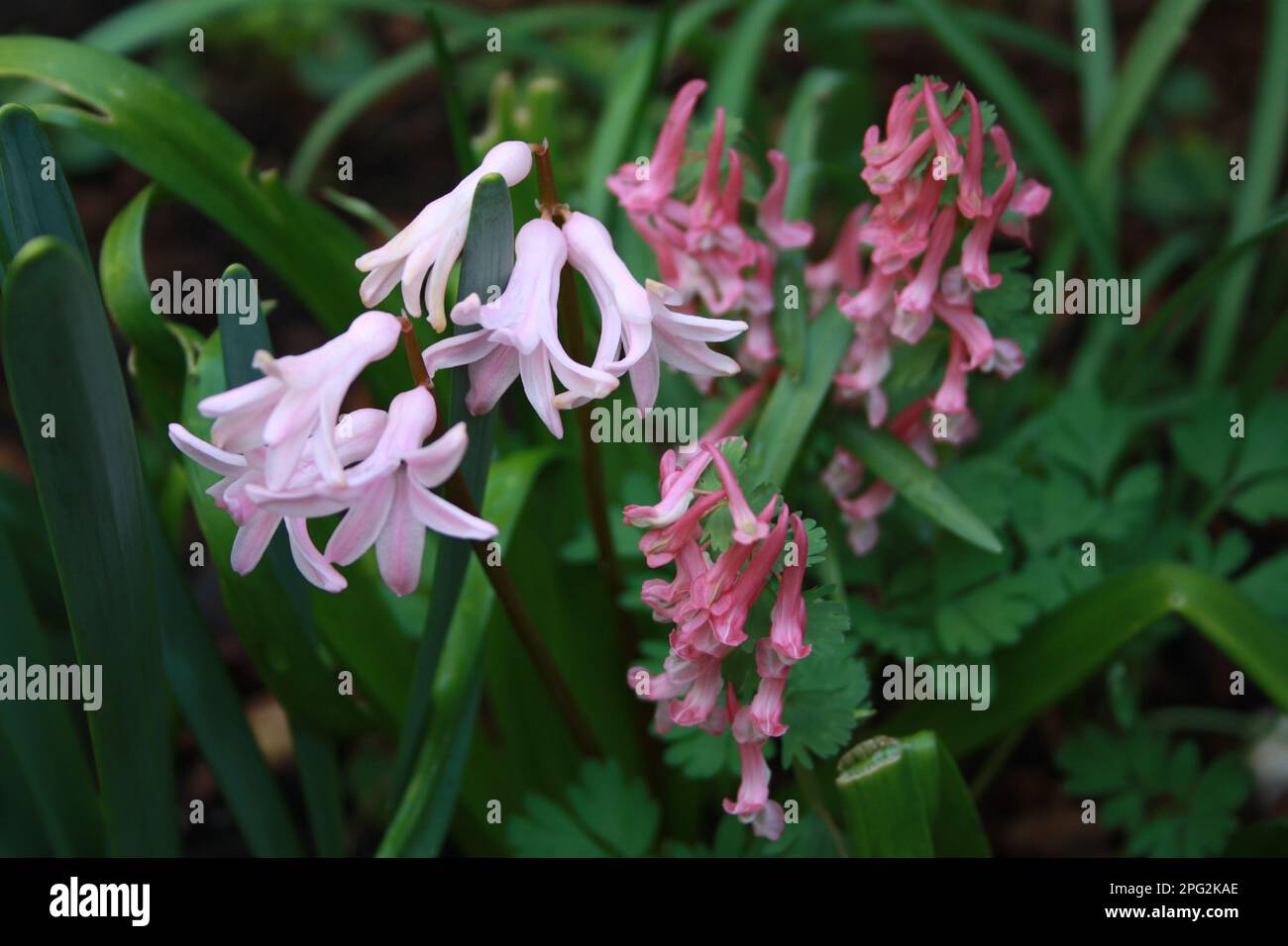 Pink flowers in early spring Stock Photo