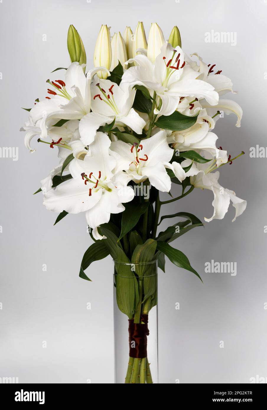Bouquet of blooming white lilies in a glass vase on a white background ...