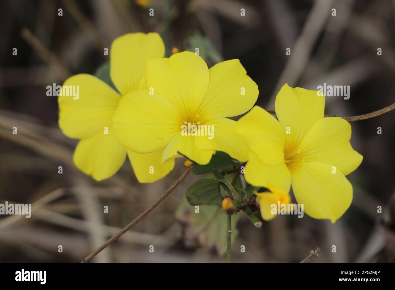 Yellow Jasmine bloom Stock Photo Alamy
