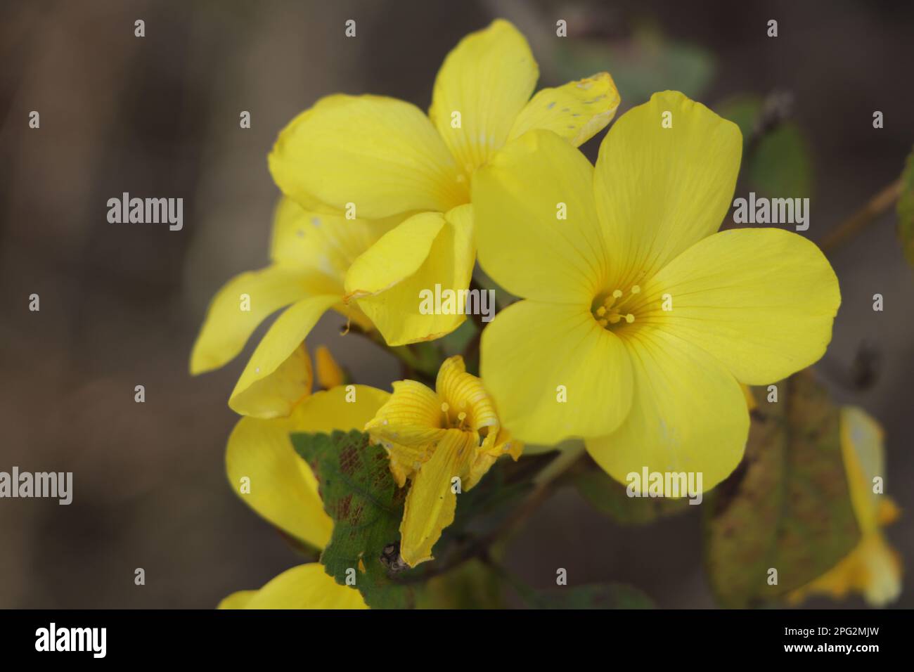 Yellow jasmine hires stock photography and images Alamy
