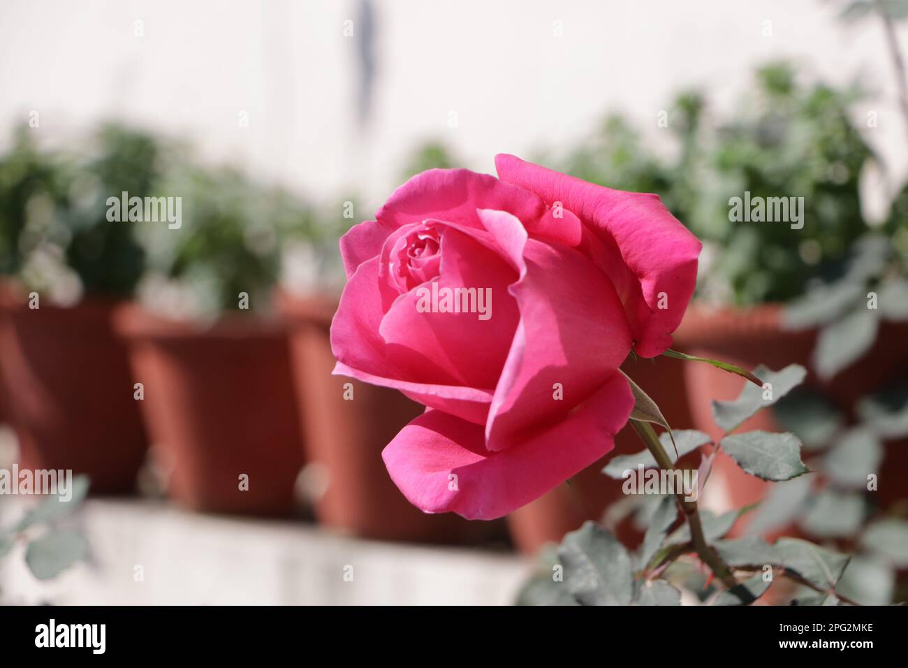 Beautiful bright pink lovely rose Stock Photo - Alamy