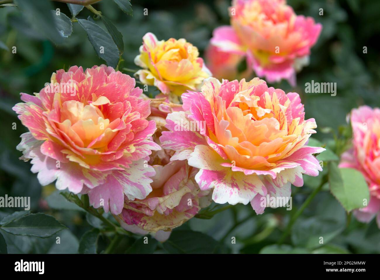 Gen Roses Close-up of garden rose Stock Photo - Alamy
