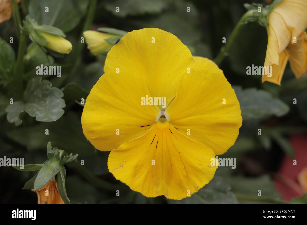 Yellow Jasmine bloom Stock Photo Alamy
