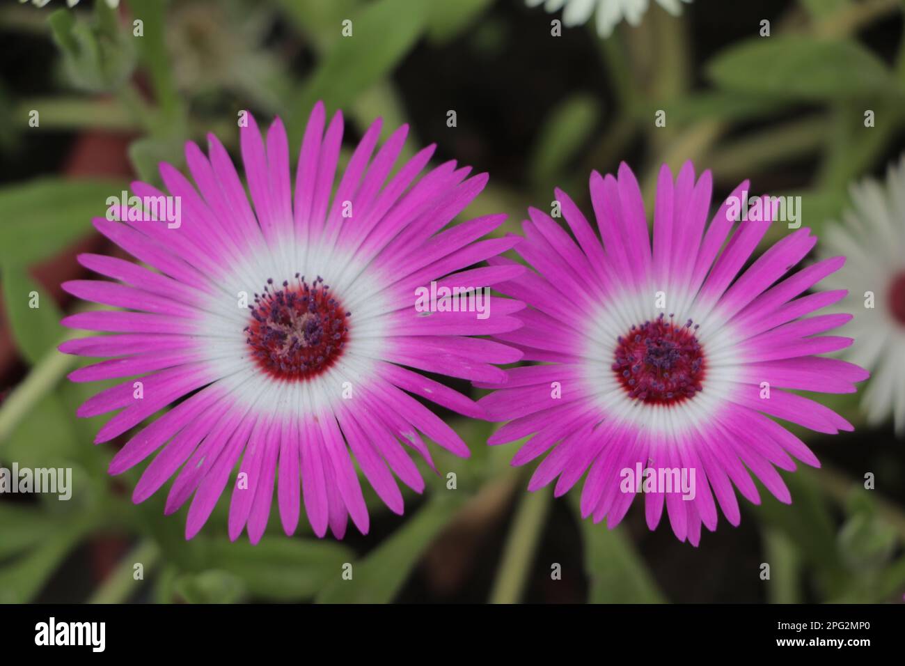 Ficoide plant with pink flowers, Ice plant 'Mesembryanthemum crystallinum', ficoide glaciale, Aizoaceae succulent plant Stock Photo