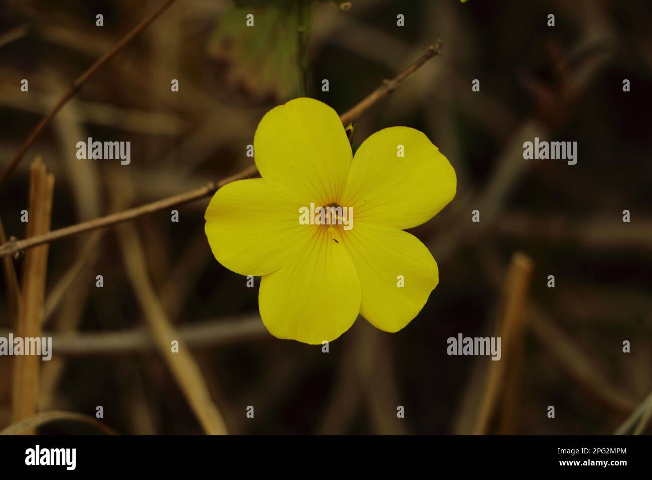 Yellow Jasmine bloom Stock Photo Alamy