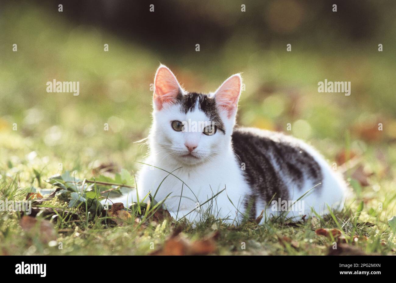 Domestic cat. Juvenile cat lying on a meadow. Germany. Stock Photo