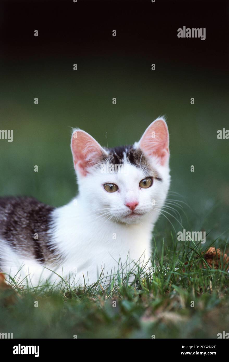Domestic cat. Juvenile cat lying on a meadow. Germany. Stock Photo
