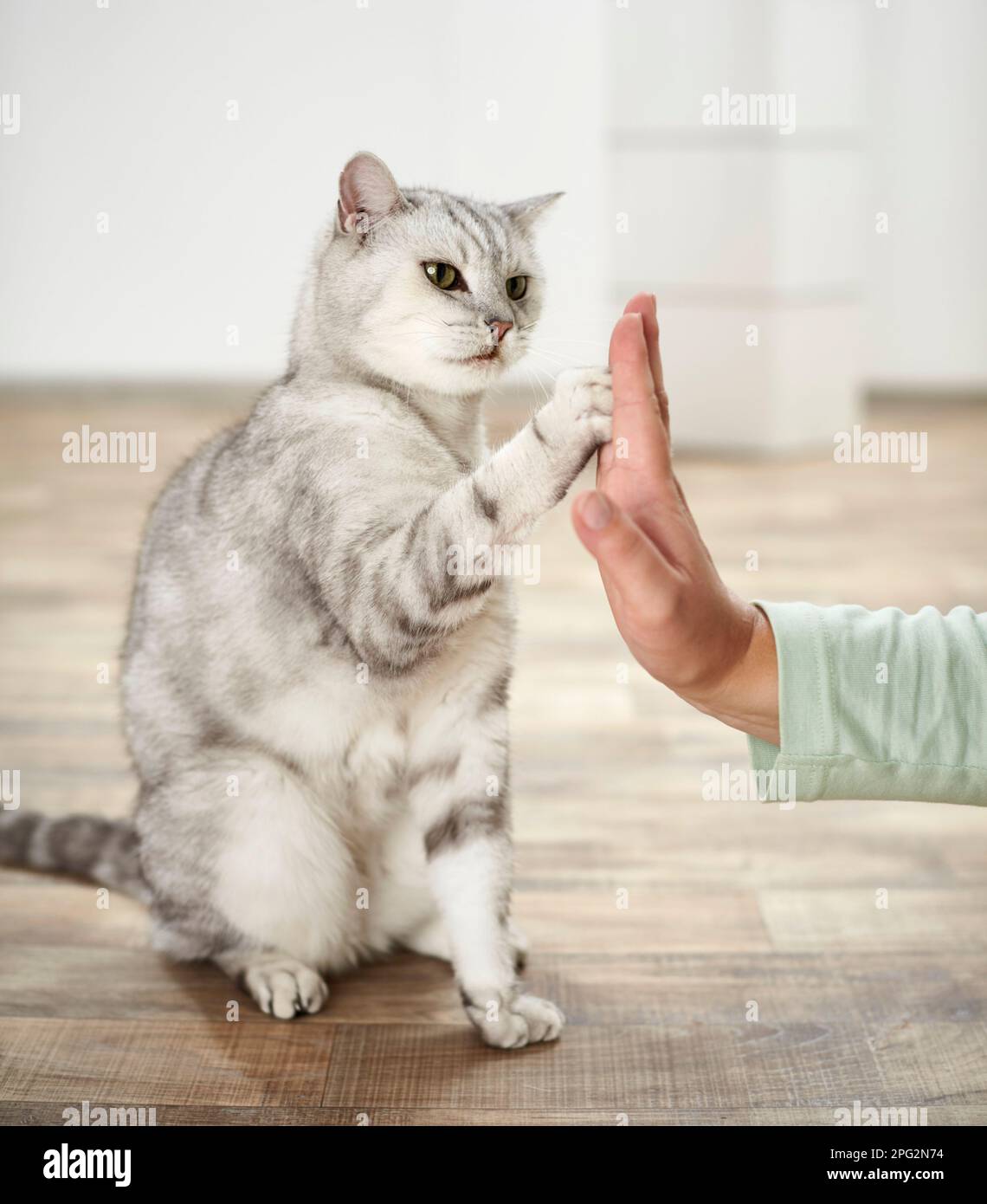 British Shorthair cat sits on a parquet and gives a paw to a human