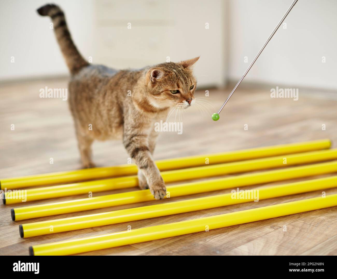 Domestic cat follows a target stick over lying poles, Germany Stock