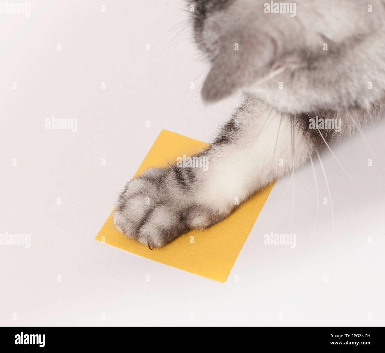 Domestic cat. Cats can be easily trained using a target training method