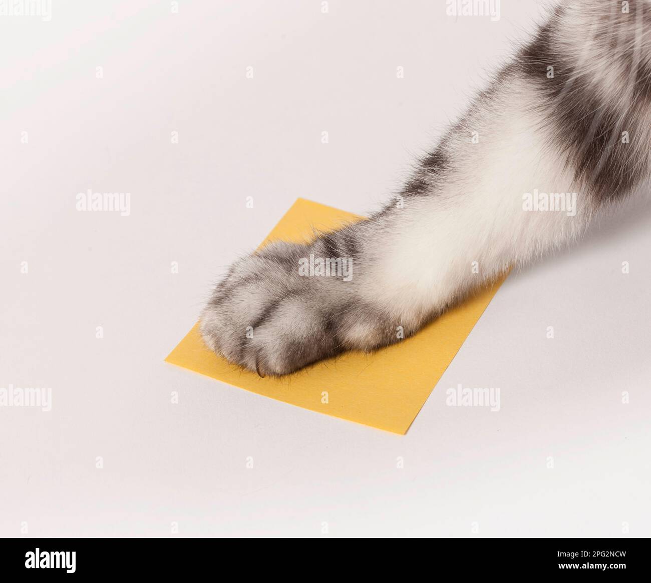 Domestic cat. Cats can be easily trained using a target training method