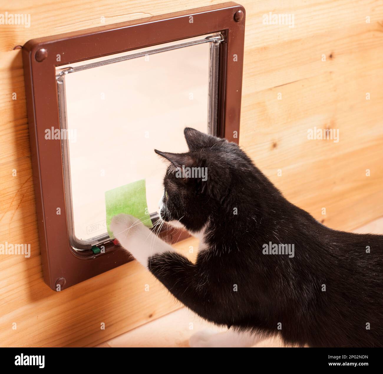Cat door target discount