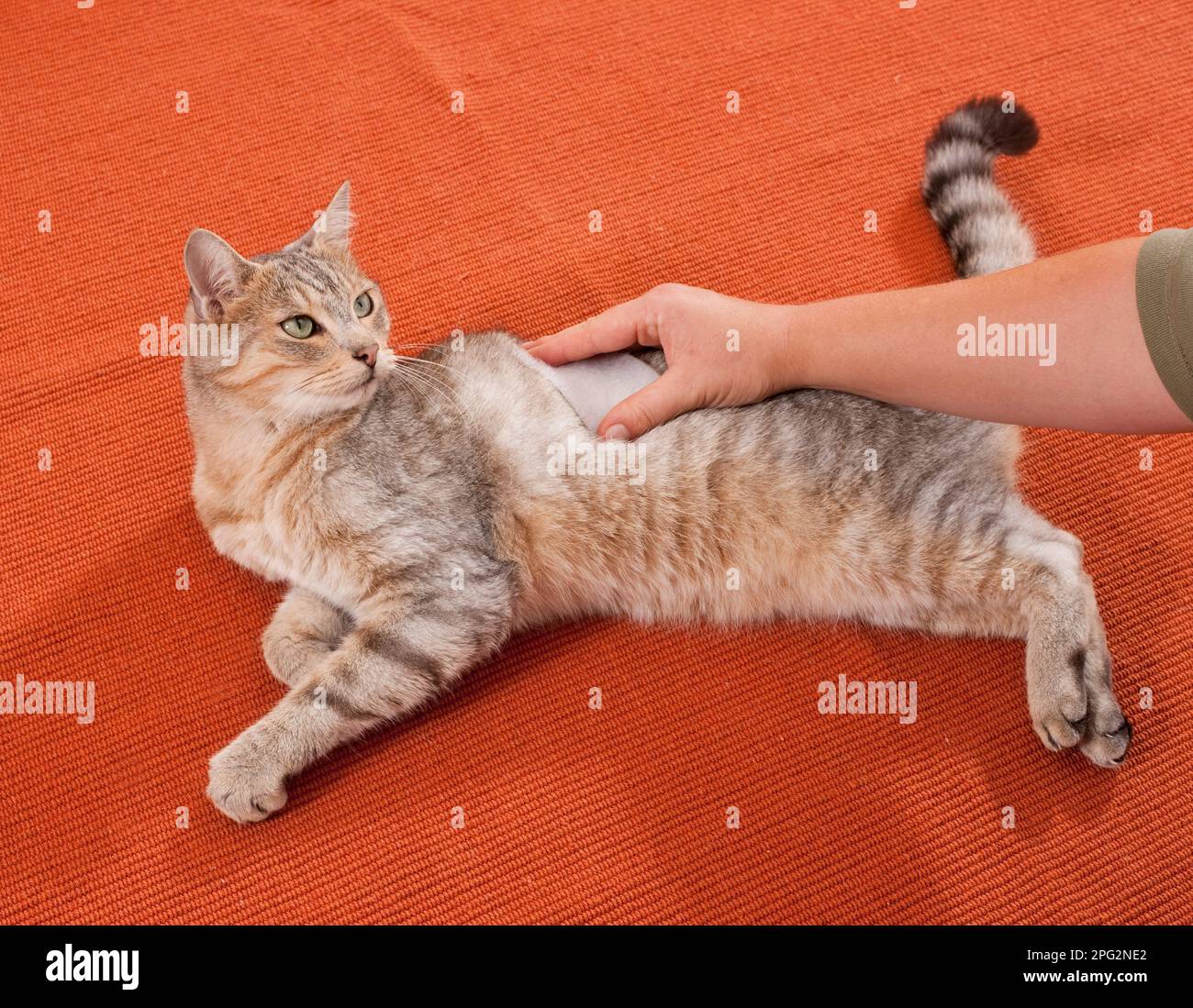 A compress is applied to a domestic cat. Germany Stock Photo - Alamy