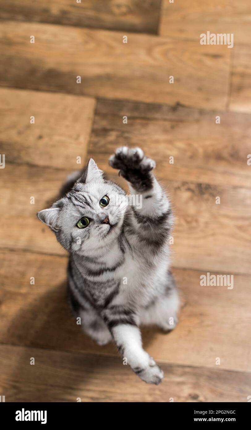 British Shorthair. Gray tabby adult sitting on parquet, with one front leg raised. Germany Stock Photo