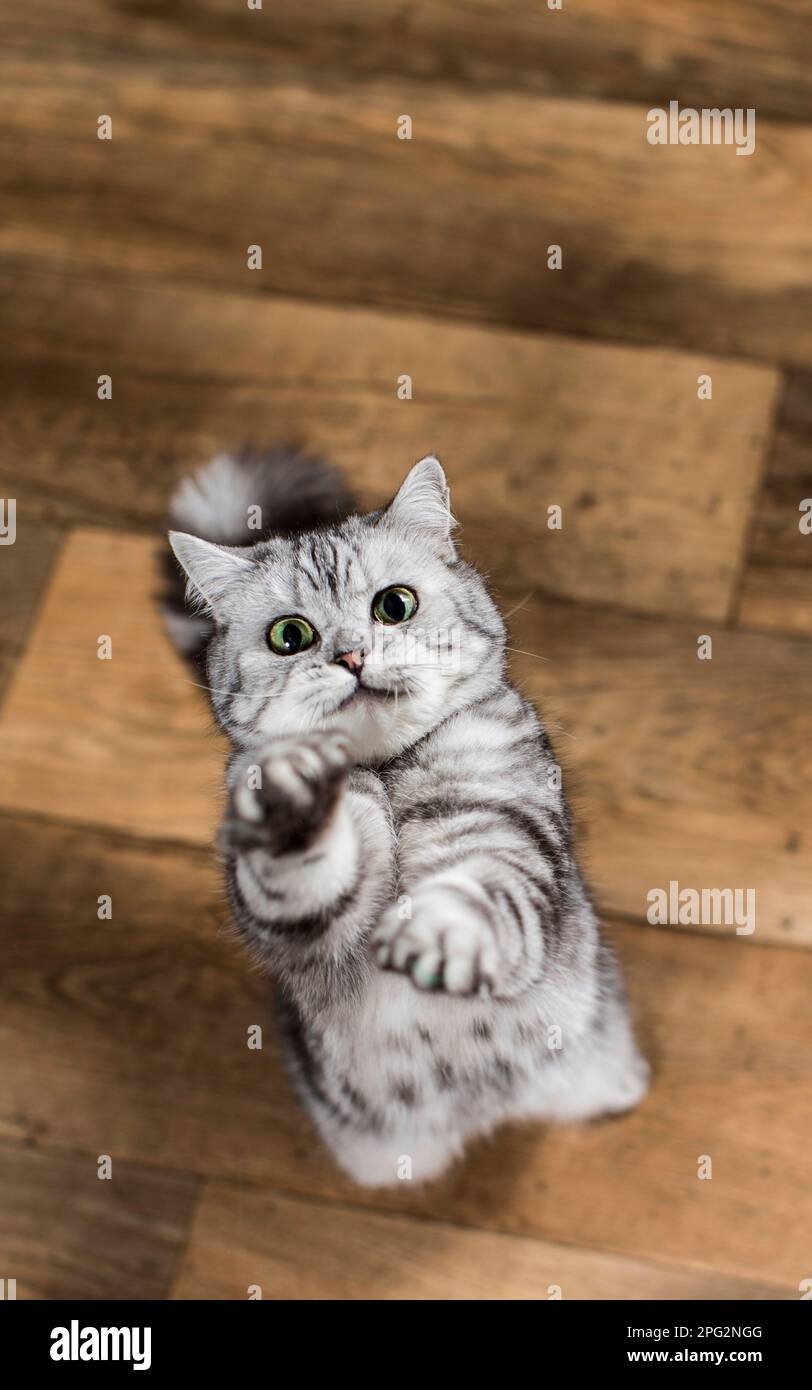 British Shorthair. Gray tabby adult sitting on parquet, looking up. Germany Stock Photo
