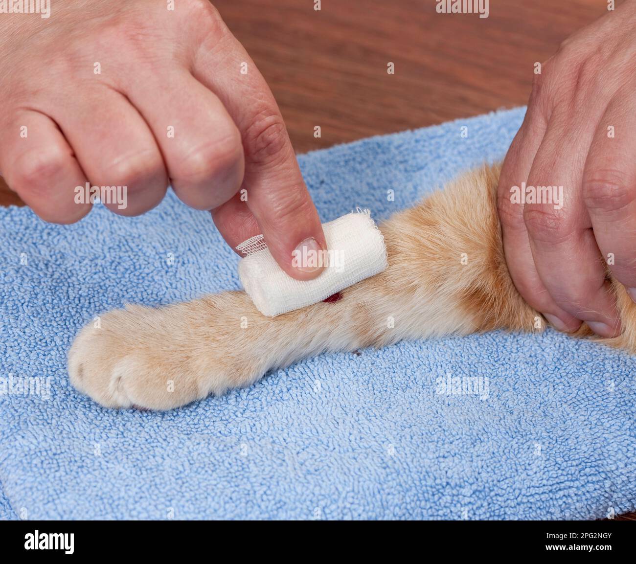 Domestic cat. An adult cat gets a bandage around the paw. Germany Stock ... - Cat De-Matting Spray For Elbows And Patellas