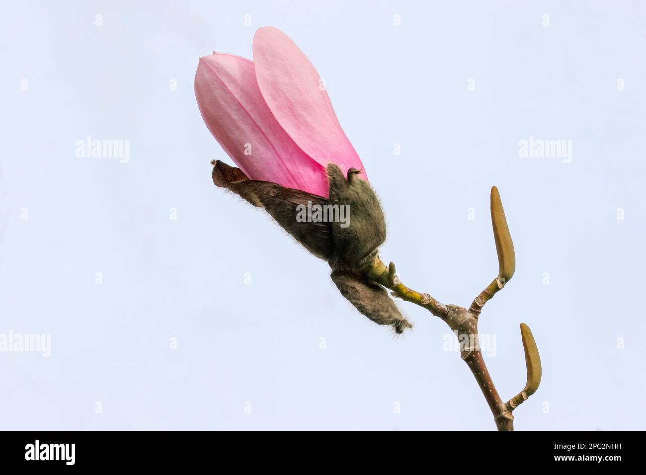 Pink flower bud of Magnolia Campbellii (subspecies tree