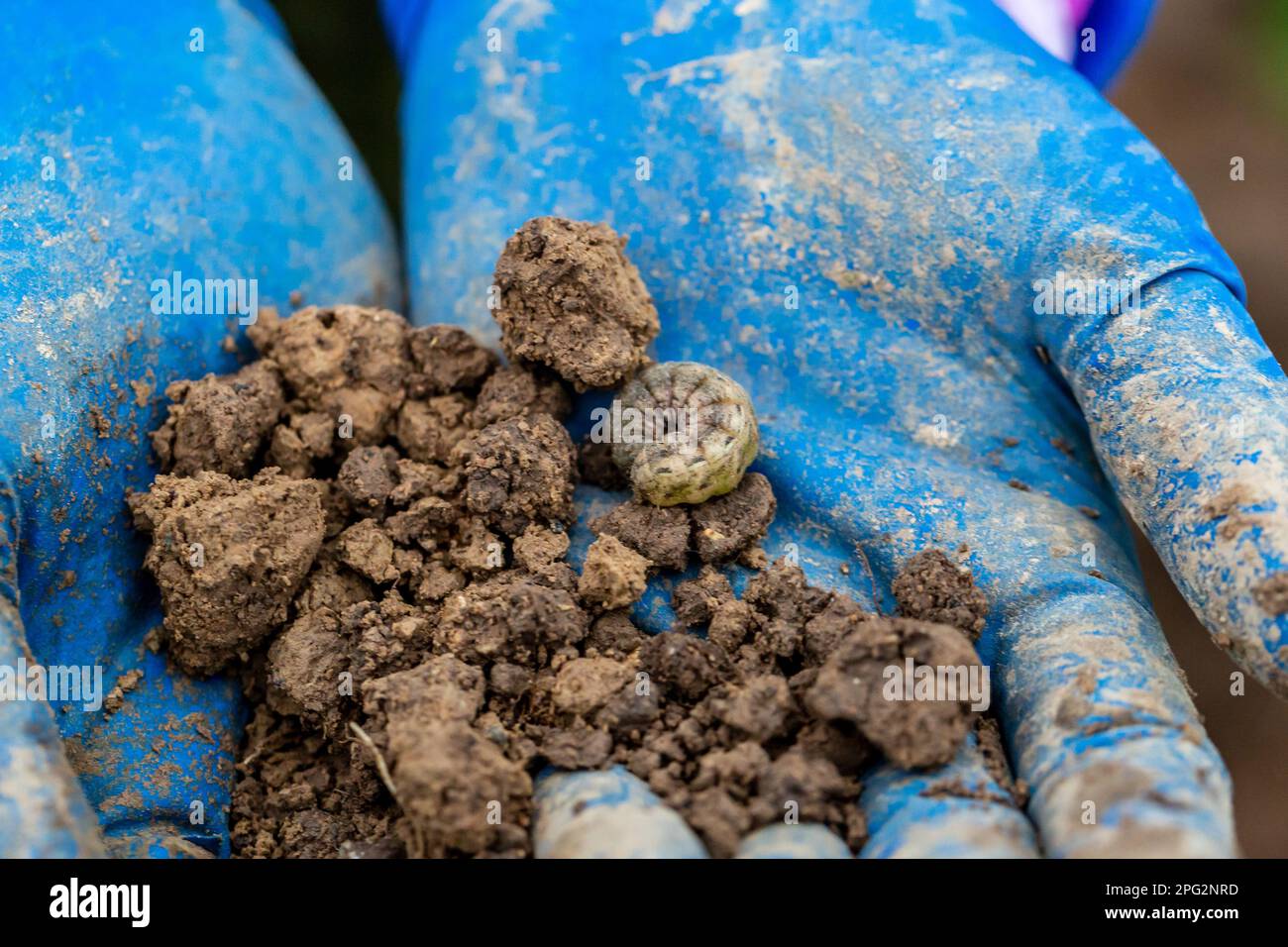 Winter pest insect pest (Agrotis segetum Stock Photo - Alamy