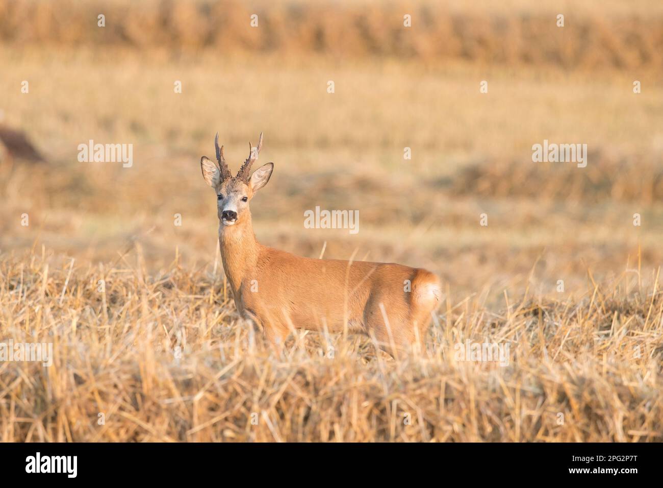 Sweden Roe Western Roe Deer (Capreolus capreolus) Male in stubble feild, Sweden ...