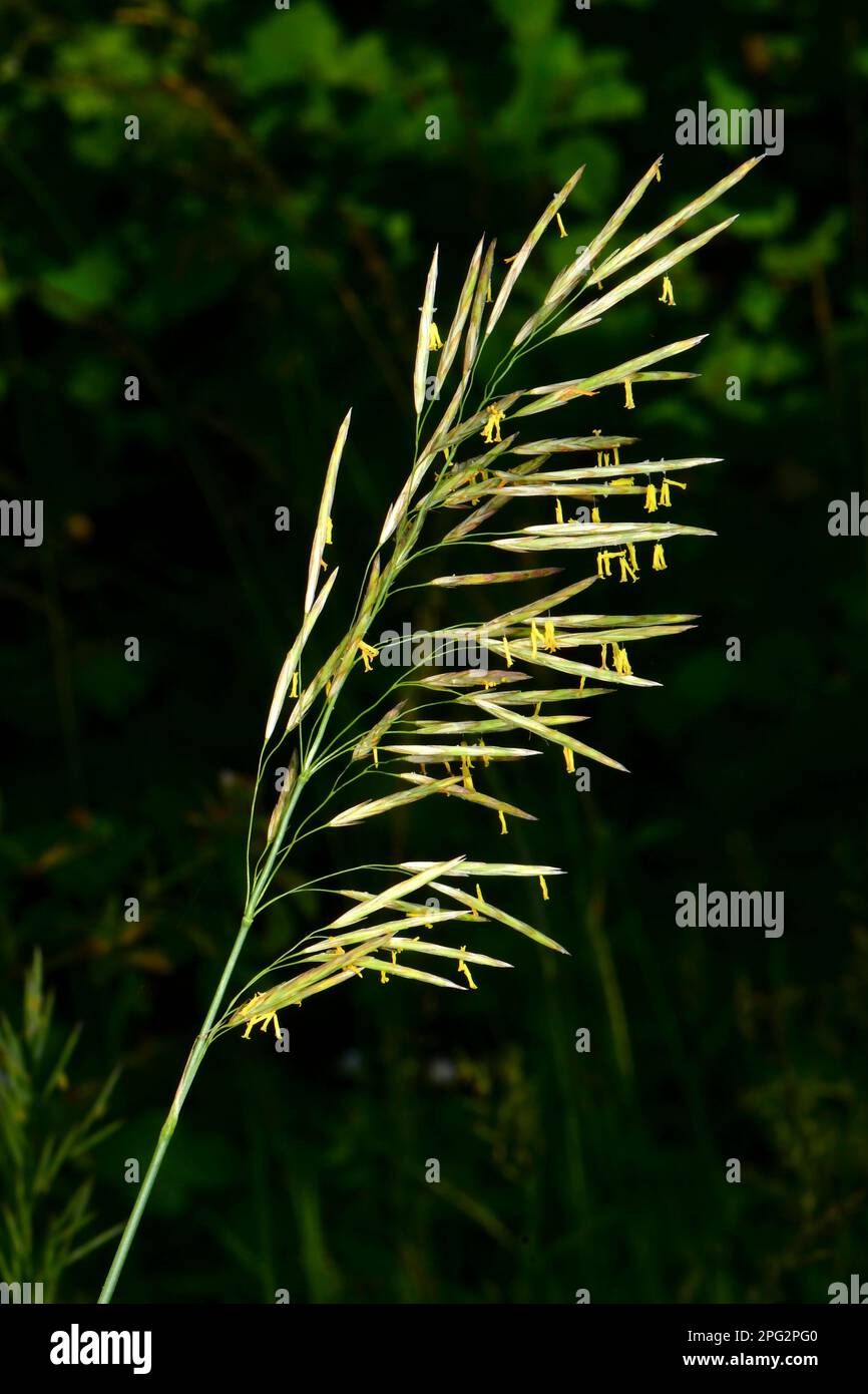 Flowering Hairy Broom (Bromus ramosus). Germany Stock Photo