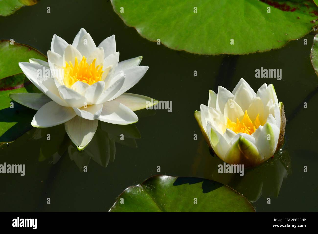 White Water Lily (Nymphaea alba). Two flowers in a pond. Germany Stock Photo