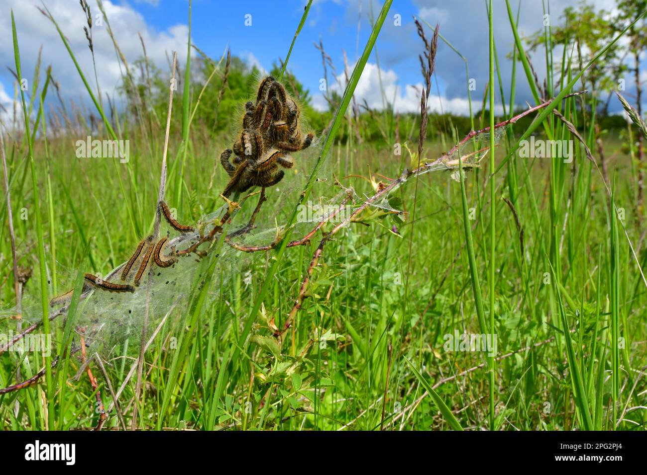 Lackey Moth (Malacosoma neustria). Group of caterpillars feeding in a silky canopy in dense vegetation. Germany Stock Photo