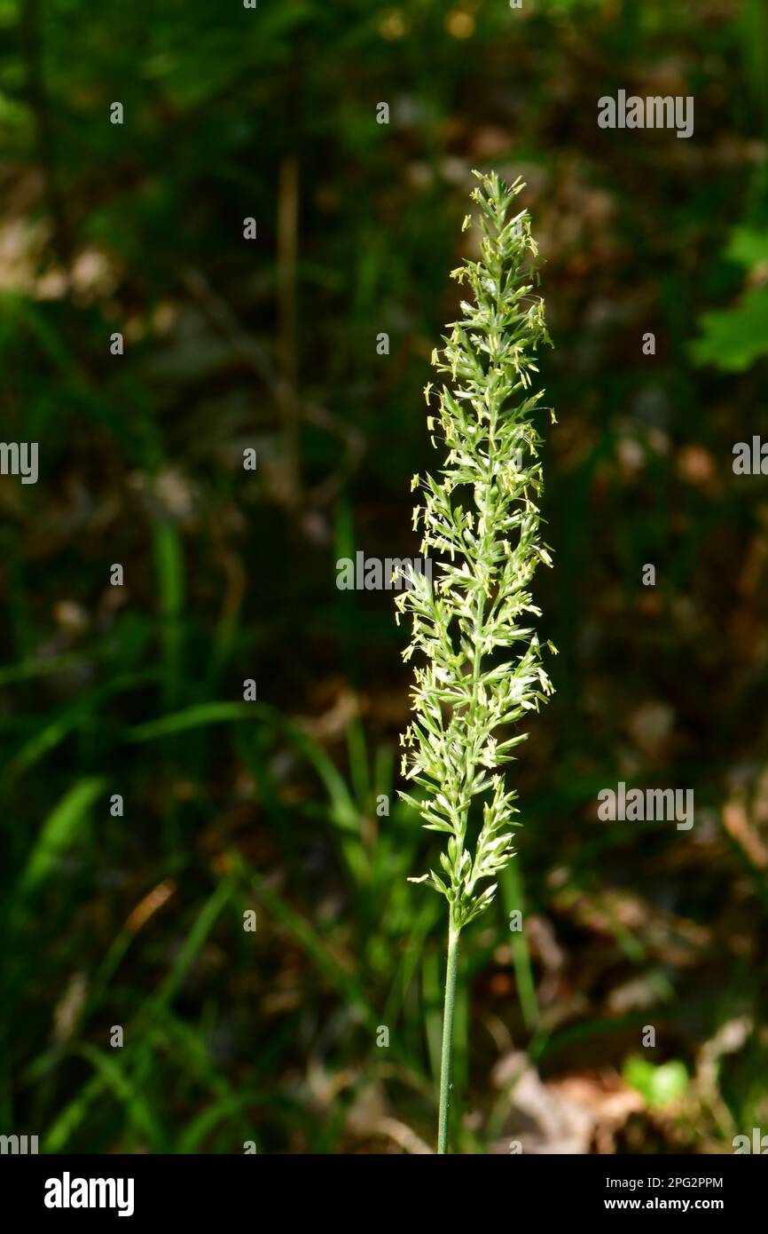 Crested Dog's-tail (Cynosurus cristatus), flowering. Germany Stock Photo