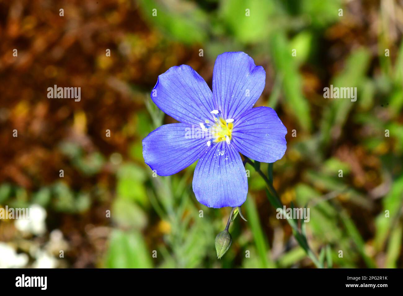 Blue Flax, Perennial Flax (Linum perenne), single flower. Germany Stock Photo