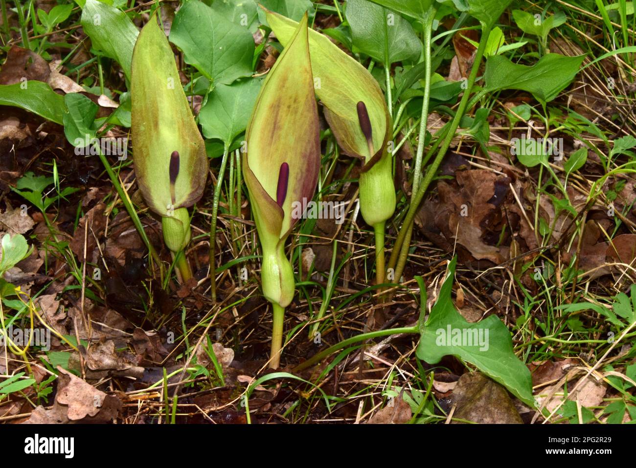 Lords-and-Ladies, Cuckoo Pint (Arum maculatum). Group of spathes. Germany Stock Photo