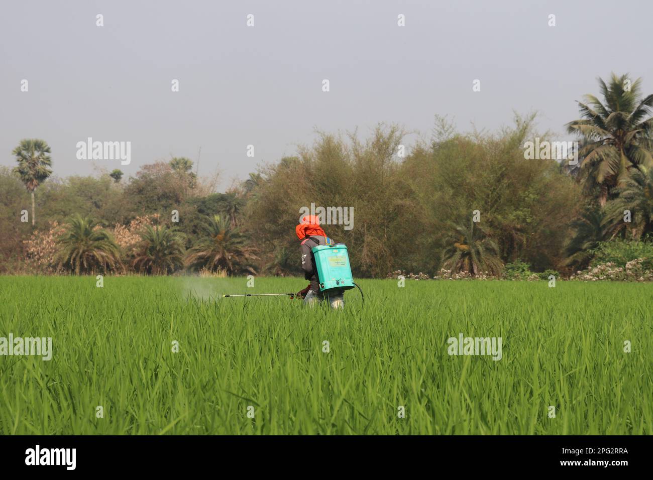 Indian Farmer Spreading Fertilizer Pesticide in Beautiful Green Paddy