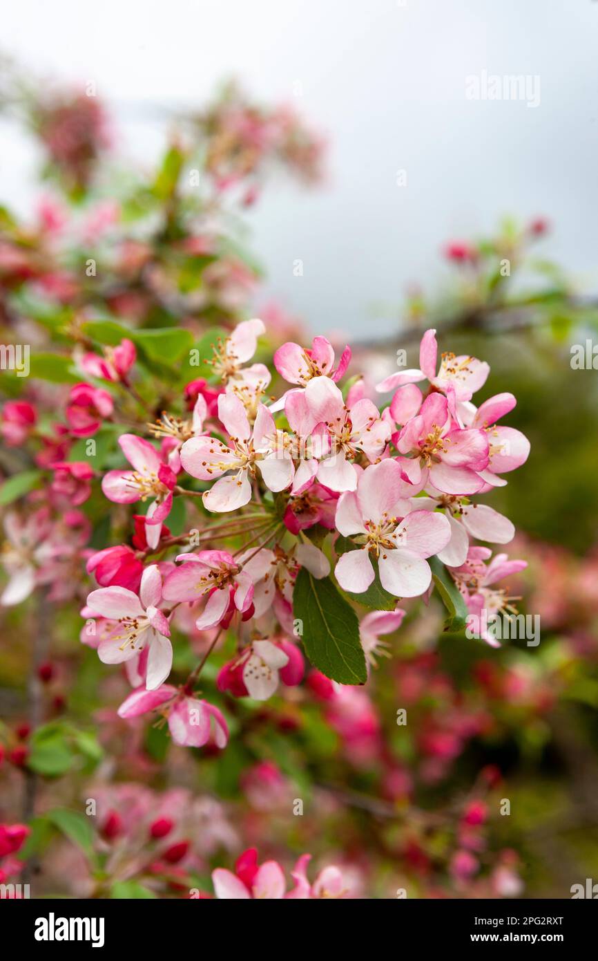 PInk crab apple (Malus sylvestris) blossom, RHS Rosemoor, Devon, UK