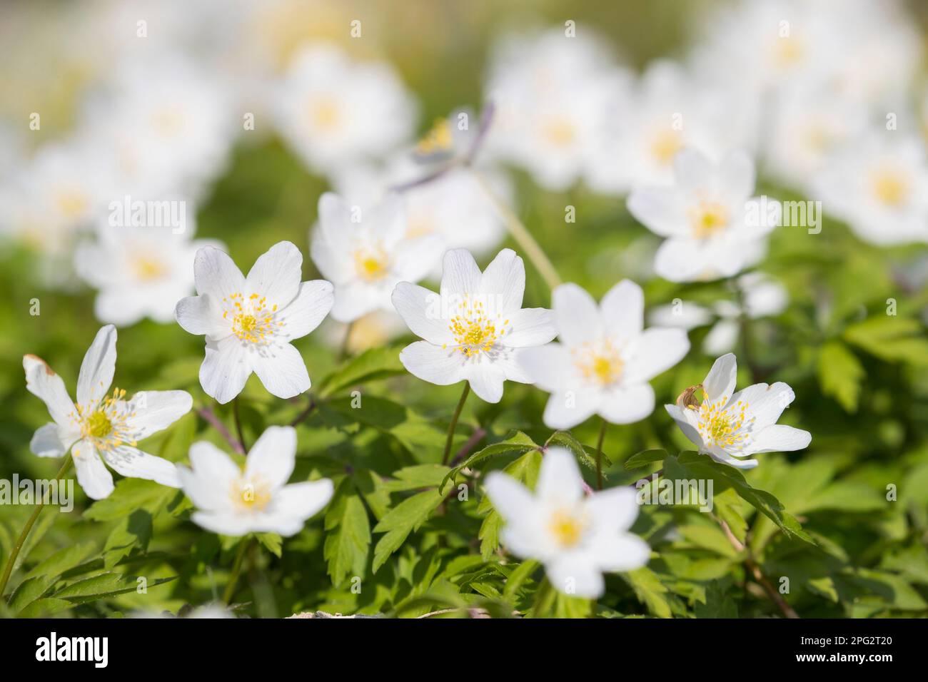 Wood Anemone, Windflower (Anemone nemorosa). Fowering plants. Germany