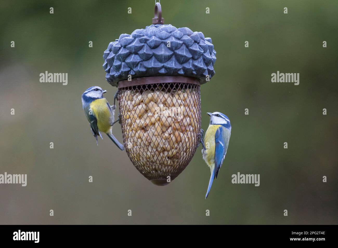 Blue Tit (Cyanistes caerulus). Two birds at at bird feeder. Germany Stock Photo