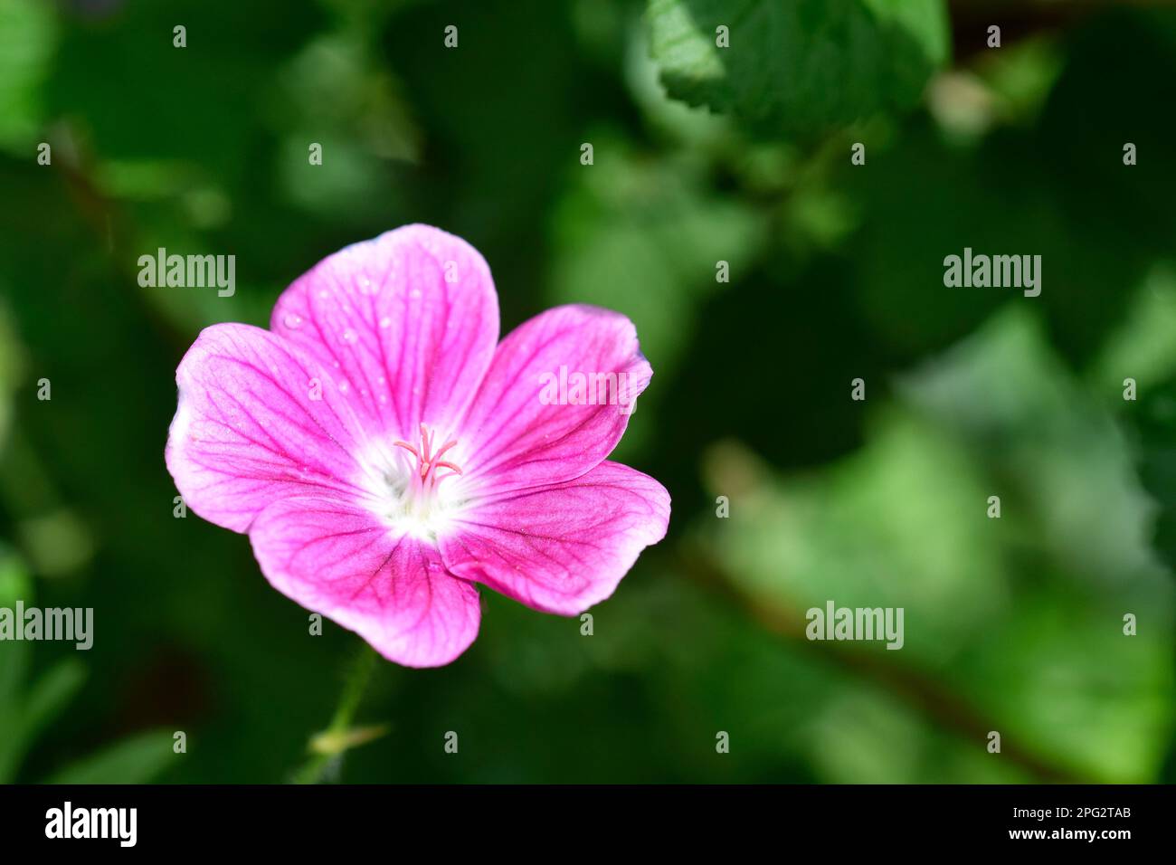 pink creeping geranium flower Stock Photo