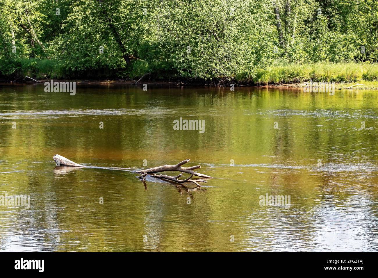 Driftwood in the St. Croix River at St. Croix State Park in Hinckley