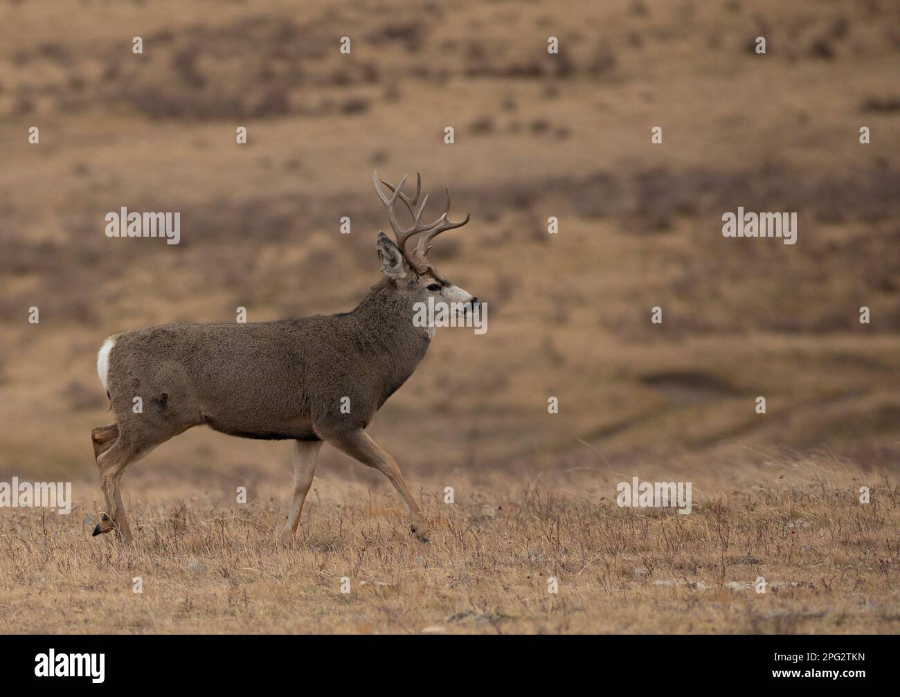 Large male mule deer during the rut walking with copy space Stock Photo ...